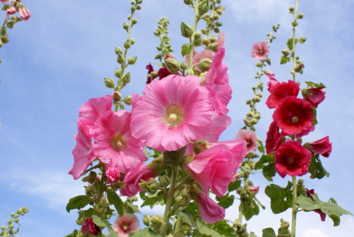 Fleurs roses et rouges sur une tige de rose trémière imposante.