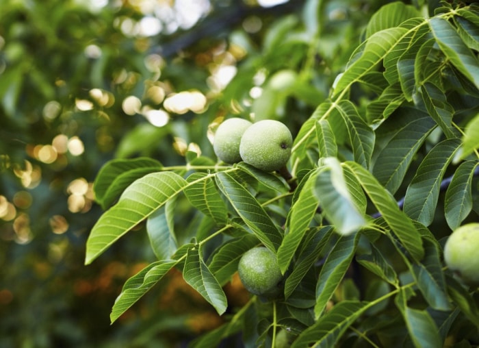 10 arbres qui causent des problèmes dans votre jardin