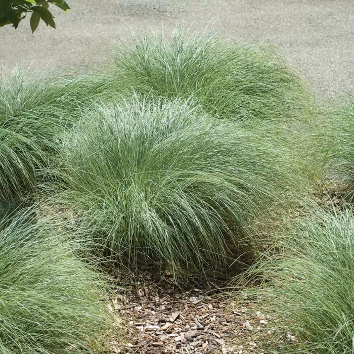 Un groupe de carex avec des brins d'herbe vert clair.