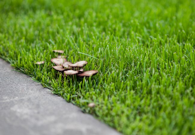 Champignons dans la pelouse