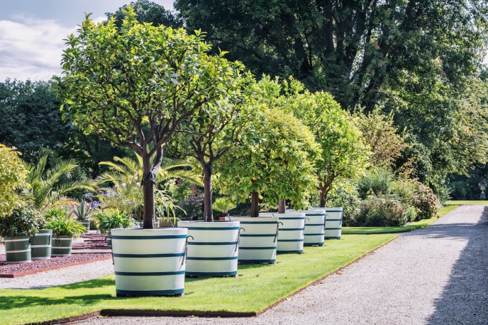 Des arbres en pot sont plantés au milieu d'un jardin pour faire office de clôture.