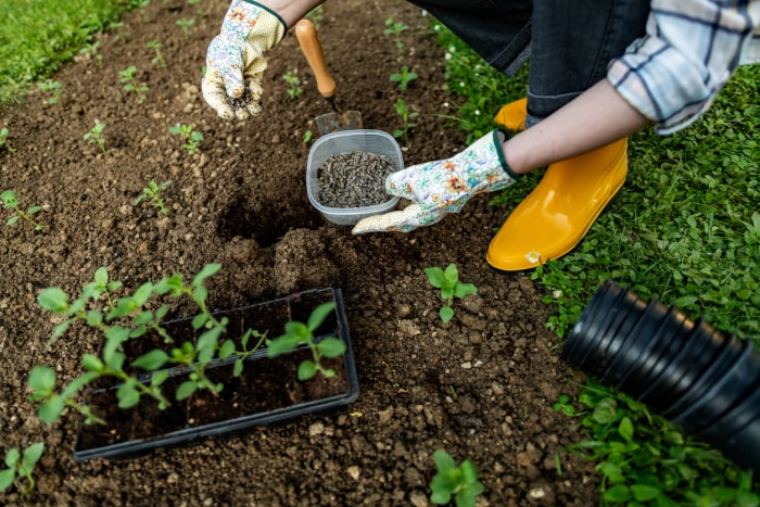 iStock-1397846356 conseils de jardinage biologique Femme préparant le sol pour la plantation, fertilisation avec des boulettes de fumier de poulet compressé