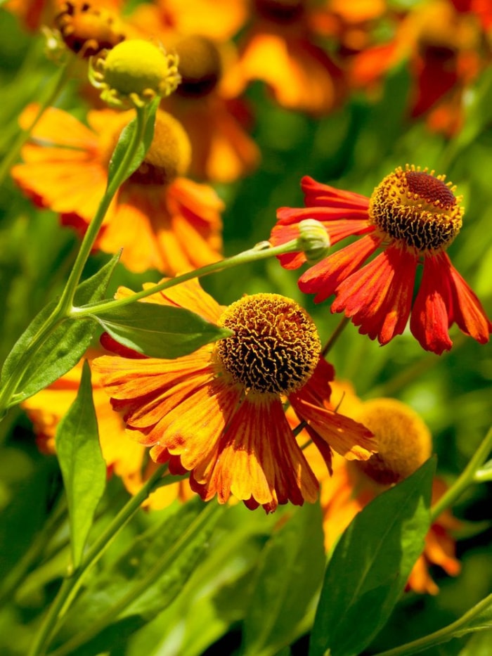 20 fleurs audacieuses et magnifiques qui fleurissent en automne