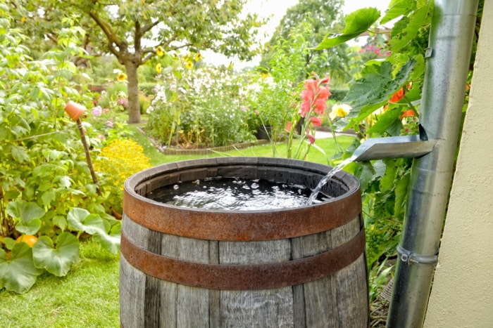 L'eau s'écoule d'un tuyau d'évacuation dans un tonneau de récupération d'eau de pluie.