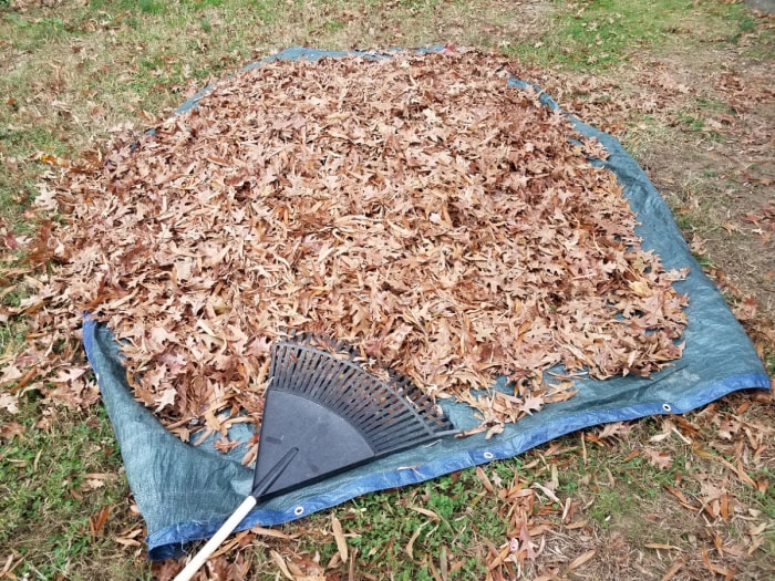 Ratissage des feuilles sur la bâche