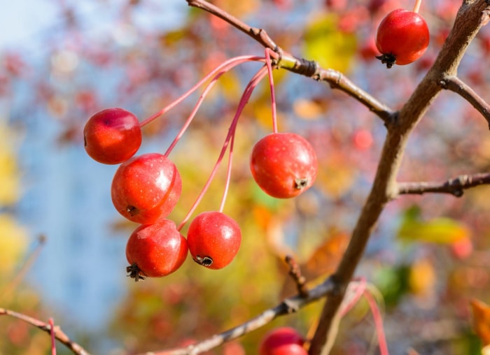 10 plantes de jardin qui nourriront les oiseaux de basse-cour en automne et en hiver