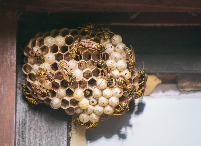 Les 10 insectes les plus dangereux à surveiller cet été