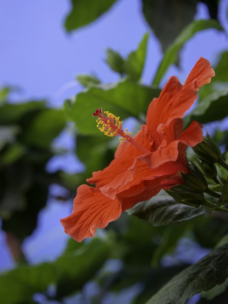 Ces 10 plantes à fleurs présentent les plus grandes fleurs