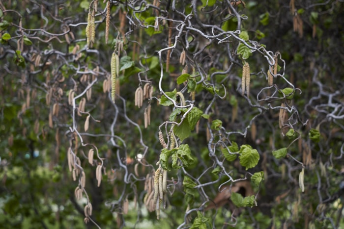 Les branches bouclées de la plante Harry Lauder's Walking Stick avec de longues fleurs jaunes.