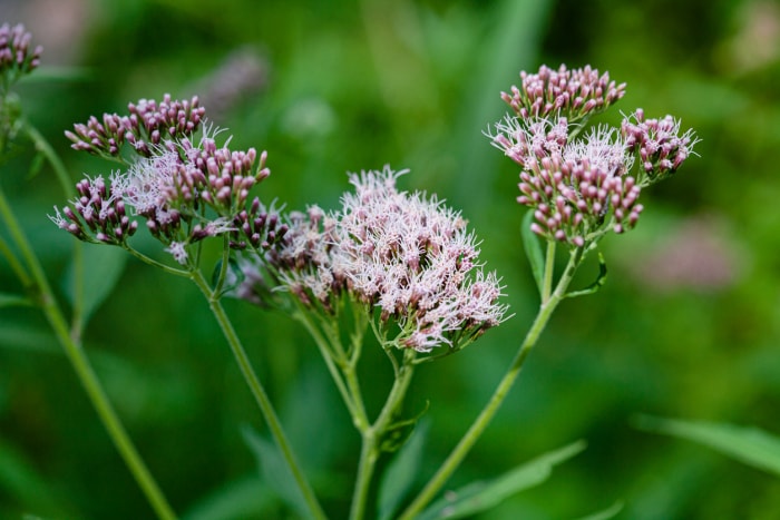 types de fleurs sauvages joe pye weed