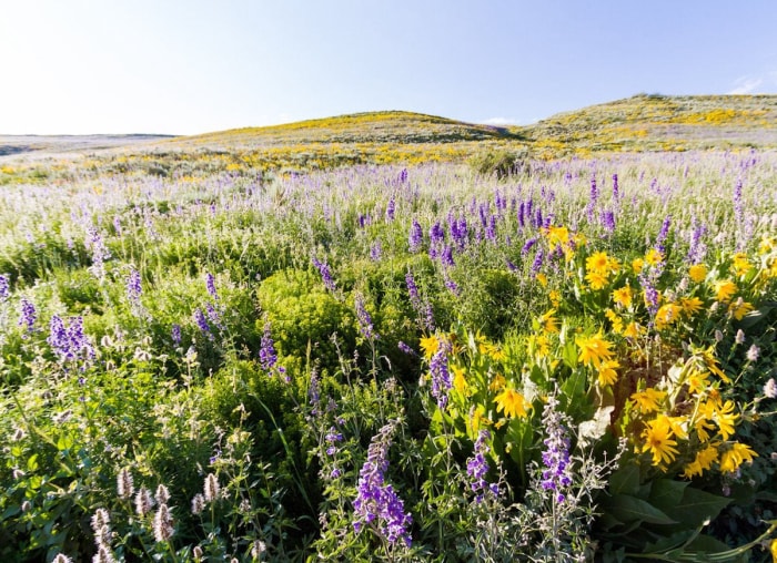 20 endroits à voir absolument si vous aimez les plantes