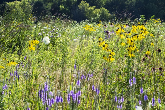 iStock-1413188728 économiser de l'argent sur le jardinage Vue d'une prairie remplie de fleurs attirant les papillons