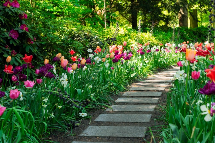 Une allée en pierre bordée de parterres de fleurs remplis de tulipes colorées. 