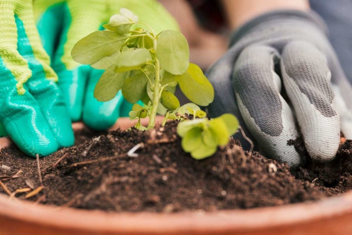 Comment utiliser le compost lors de la plantation en pot