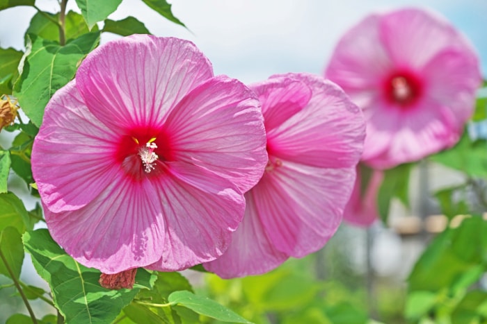 Trois grandes fleurs d'hibiscus roses.