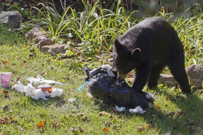 Un ours noir ronge un sac poubelle déchiré dans la cour d'une résidence et mange les déchets qu'il en sort