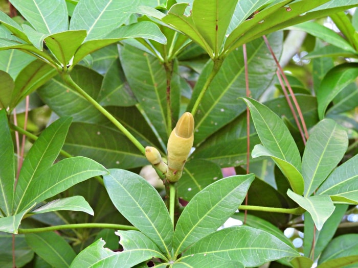 Entretien de l'arbre à argent