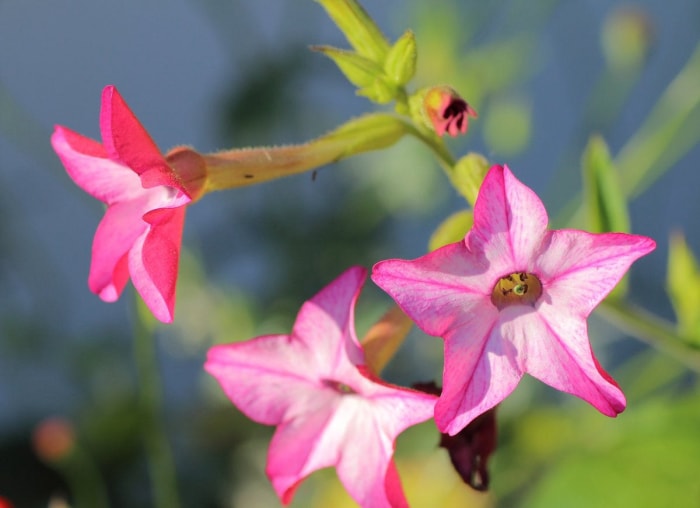 15 fleurs fascinantes qui fleurissent uniquement la nuit