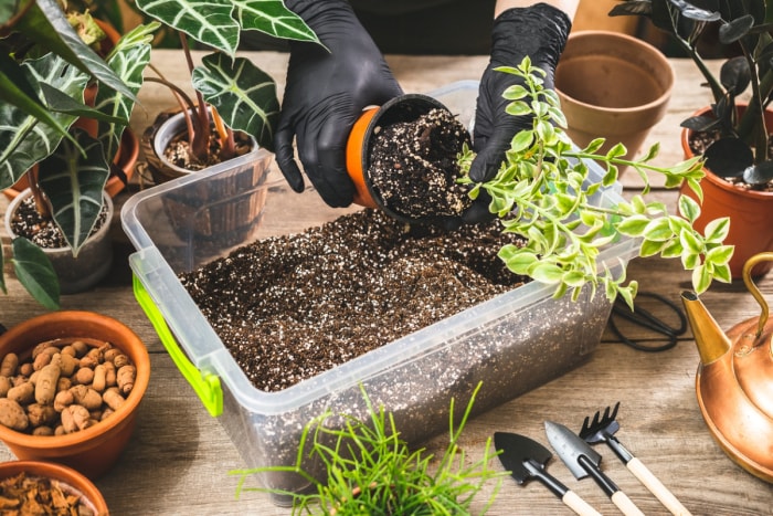 Utilisation d'une terre mélangée à de la perlite pour les plantes