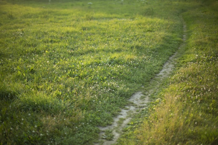 Sentier usé dans un champ d'herbe verte.