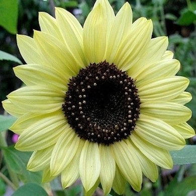 10 fleurs de tournesol à ne pas manquer