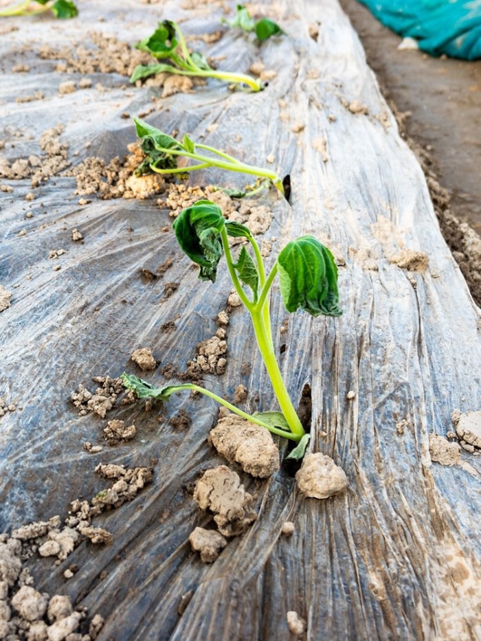 9 signes indiquant que vous avez un problème de nuisibles dans votre jardin