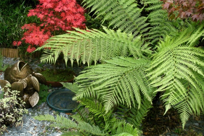 Un parterre de fleurs avec des fougères et une décoration de jardin zen. 