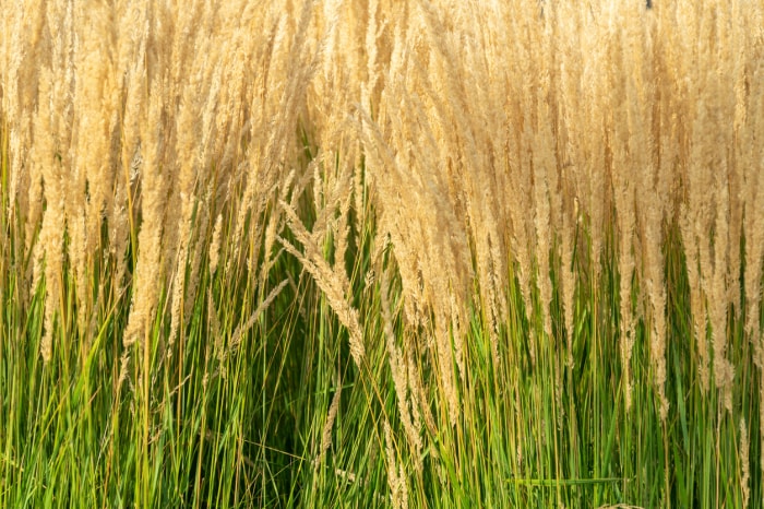 Gros plan d'une grande récolte de grains ressemblant à du blé