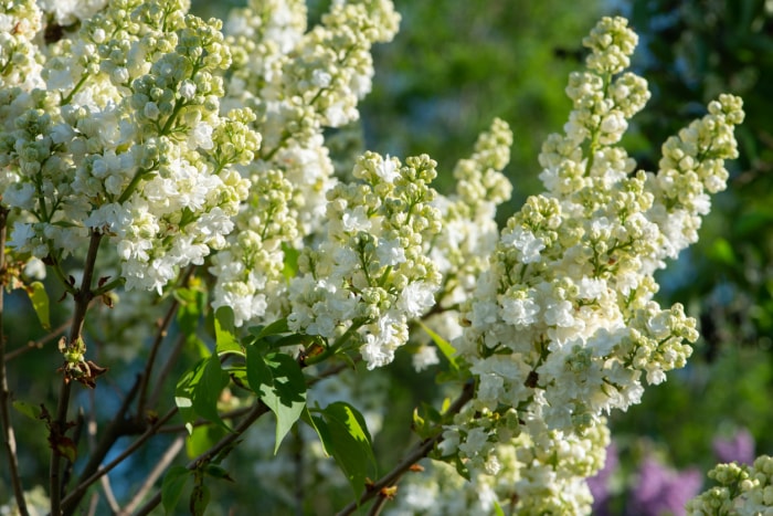 variétés de lilas