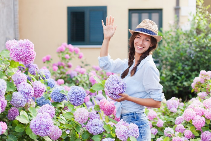 femme au chapeau de paille debout dans un jardin d'hortensias violets et roses saluant son voisin