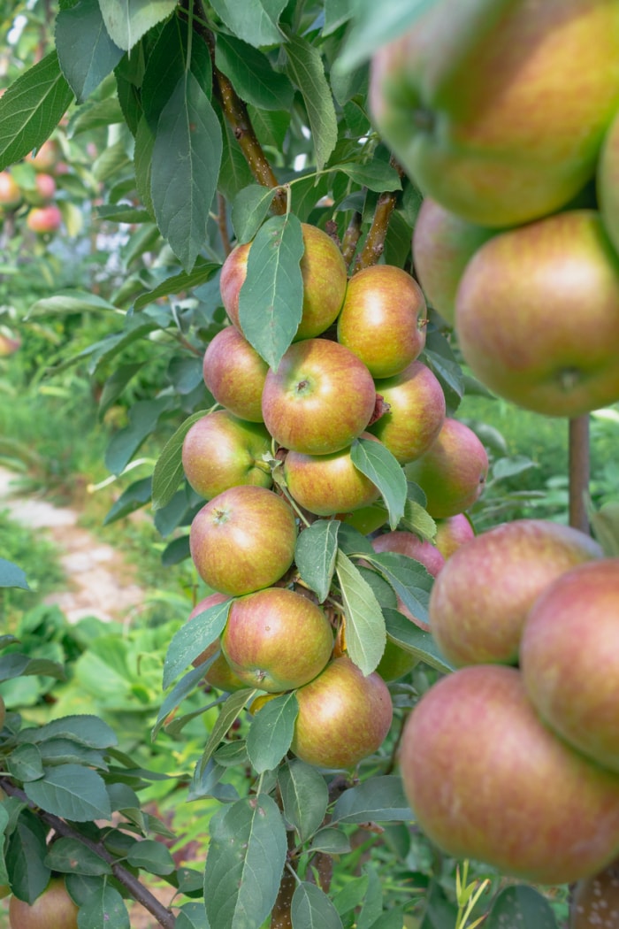 Pommier colonnaire.