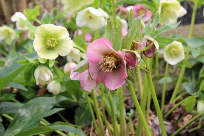 Fleurs d'hellbores blanches et roses