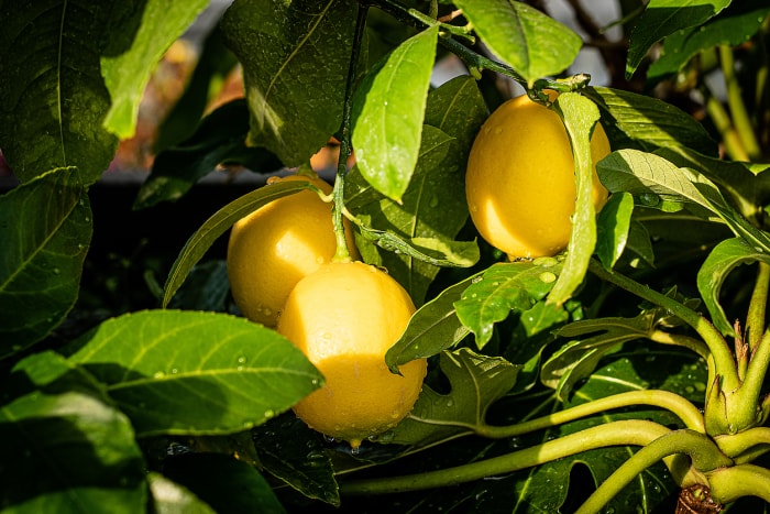 Citrons Meyer poussant à l'extérieur sur un citronnier.