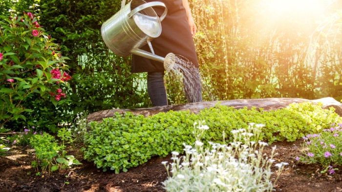 Jardinier arrosant les plantes couvre-sol