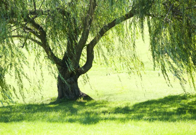 Types de sols - Les sols limoneux sont favorables aux saules pleureurs