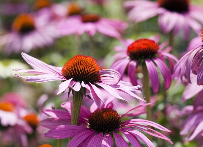 Les 15 meilleures fleurs pour les jardiniers débutants