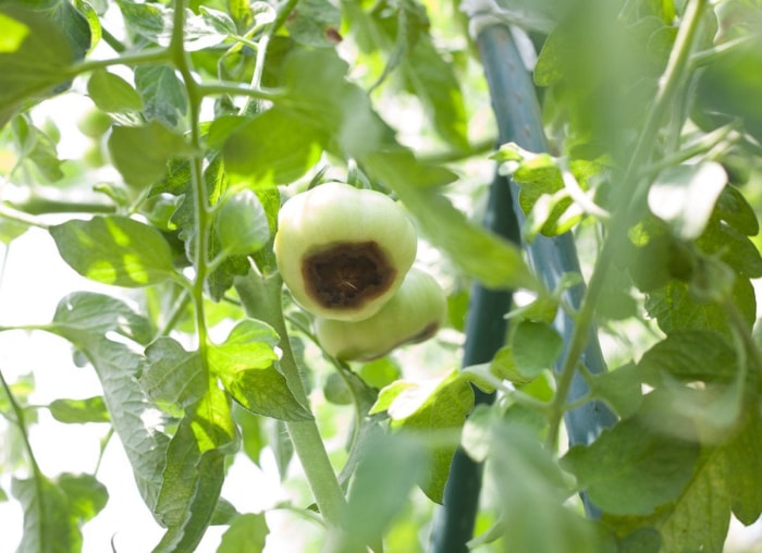 10 problèmes courants dans le jardin et comment les résoudre