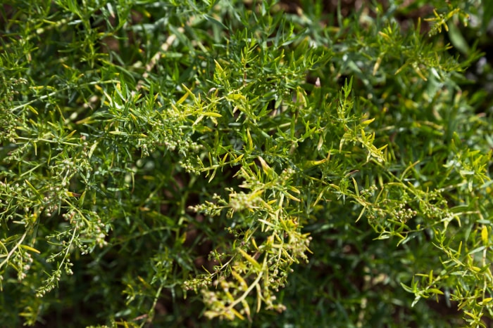 herbes vivaces