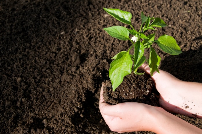 comment cultiver des jalapenos - mains tenant un jeune plant de jalapeno prêt à être planté