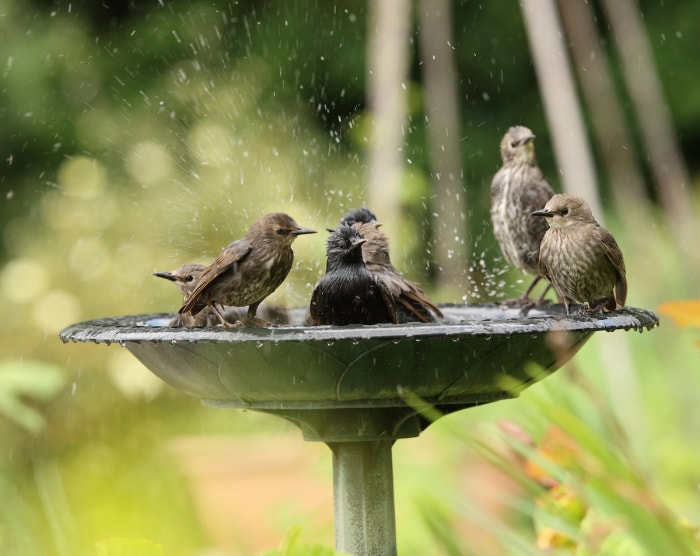 Un groupe d'étourneaux profitant d'un bain d'oiseaux.