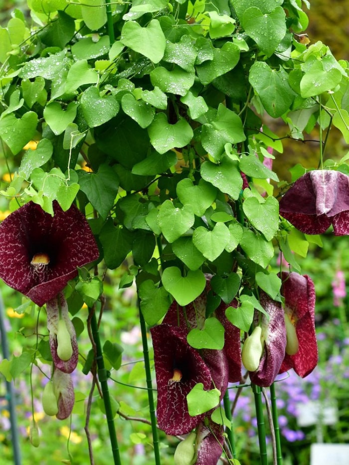 plantes qui aiment l'ombre