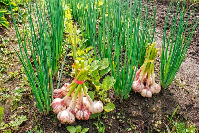 Deux bottes de bulbes d'ail récoltés placées à côté d'une rangée de plants d'ail poussant à l'extérieur.