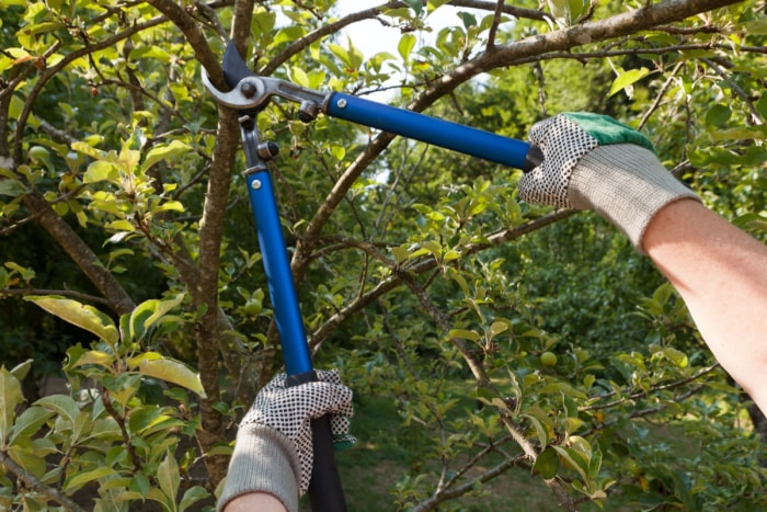 Personne portant des gants de jardinage utilisant un sécateur pour tailler une branche.