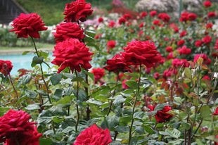 Roses : 11 variétés sensationnelles à considérer