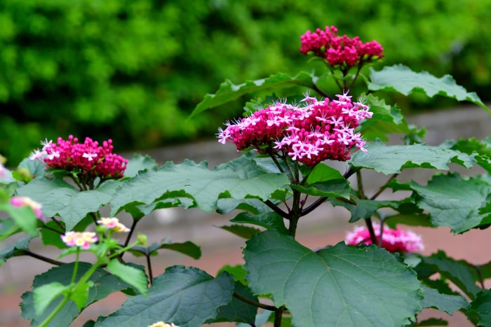 plantes d'extérieur que l'on peut multiplier à partir de boutures