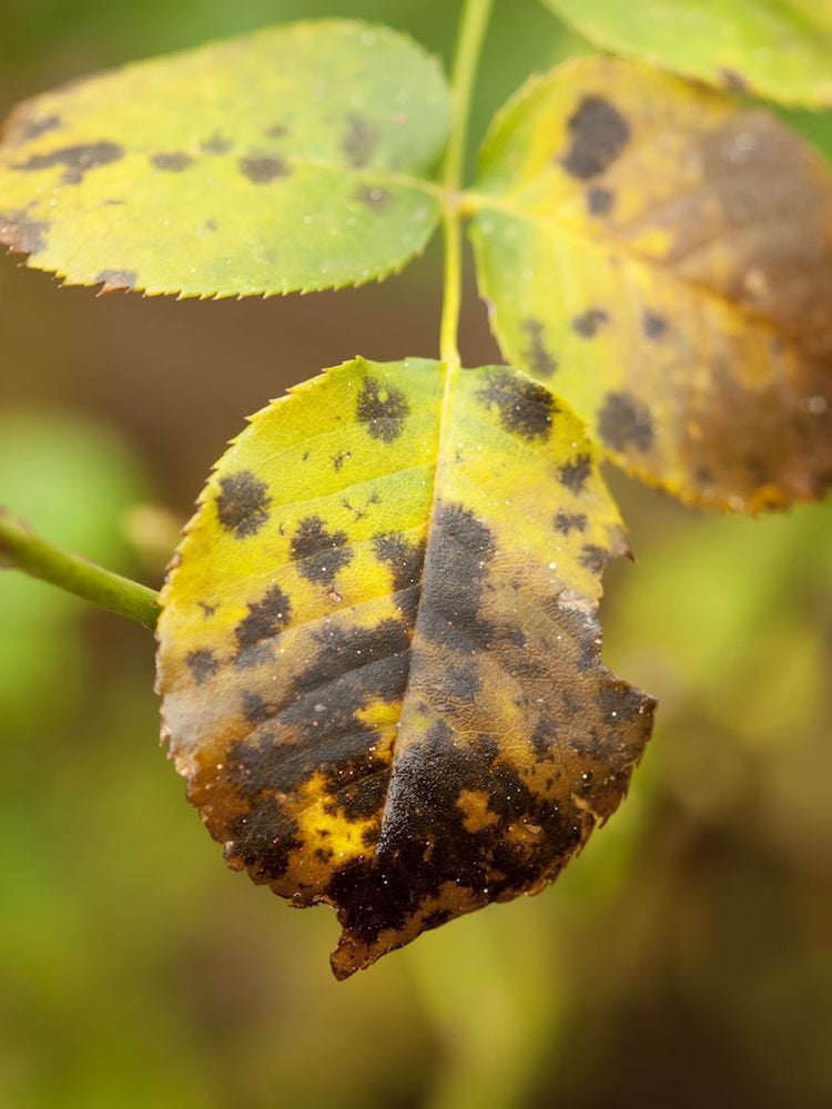 10 problèmes courants dans le jardin et comment les résoudre