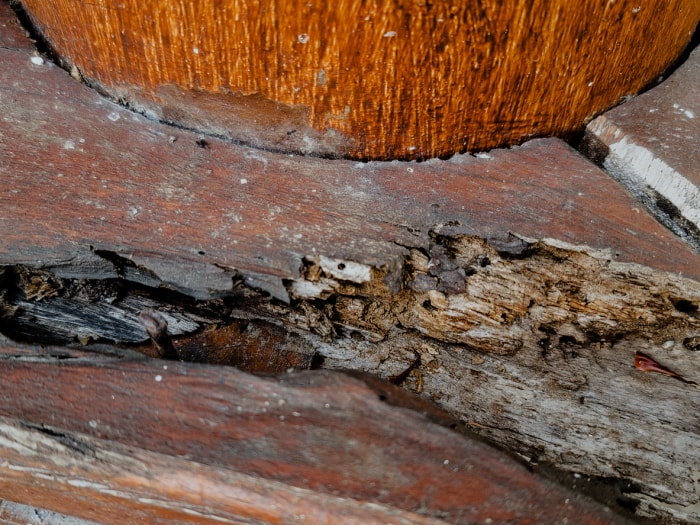 Un morceau de panneau de plancher en bois qui a été mangé par les termites.