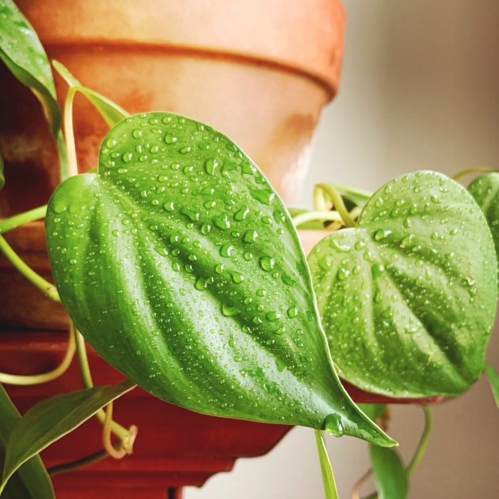 meilleures plantes d'intérieur