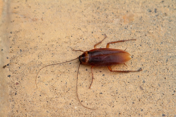 Insectes qui ressemblent à des cafards