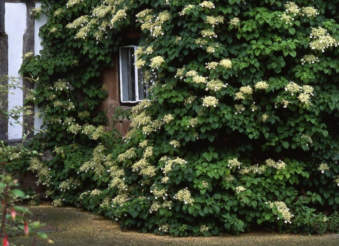 10 plantes grimpantes faciles à contrôler